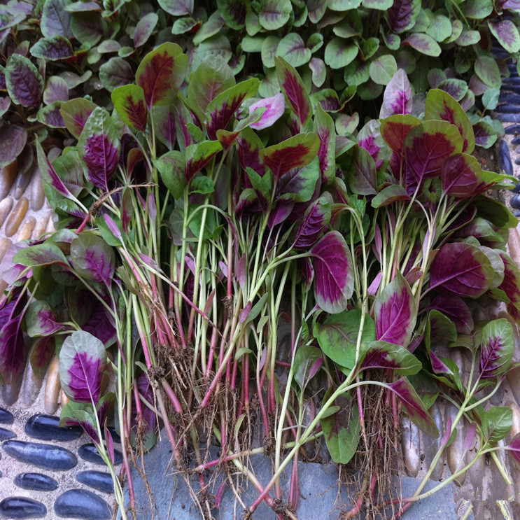  p>金沙圆叶红苋菜,遗传性状稳定,叶面紫红色,边缘绿色,叶圆尾稍尖,叶