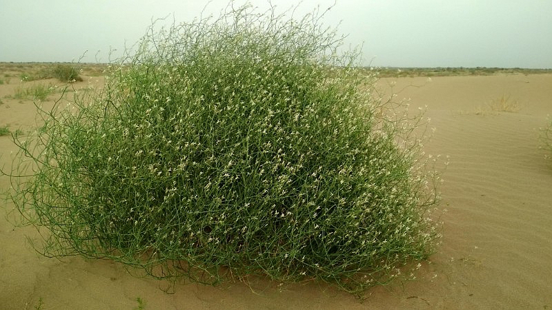  p>斧翅沙芥(学名: i>pugionium dolabratum /i> maxim.