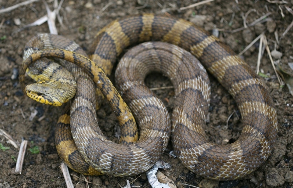  p data-id="gnwmu5qvu1">赤峰锦蛇(学名: i