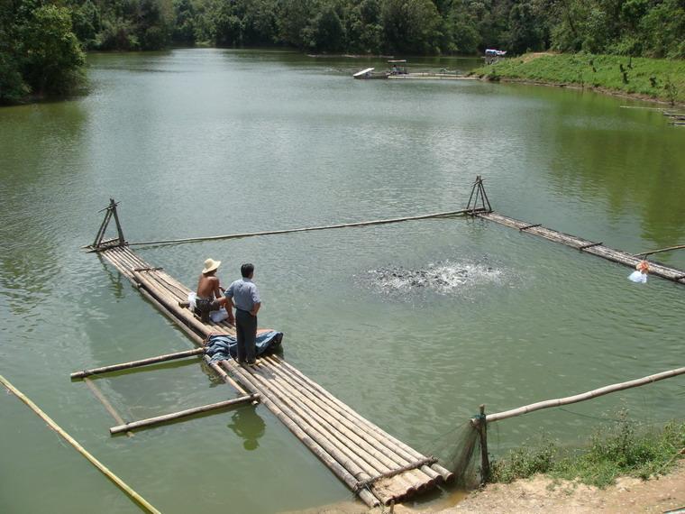 湖泊水库养鱼