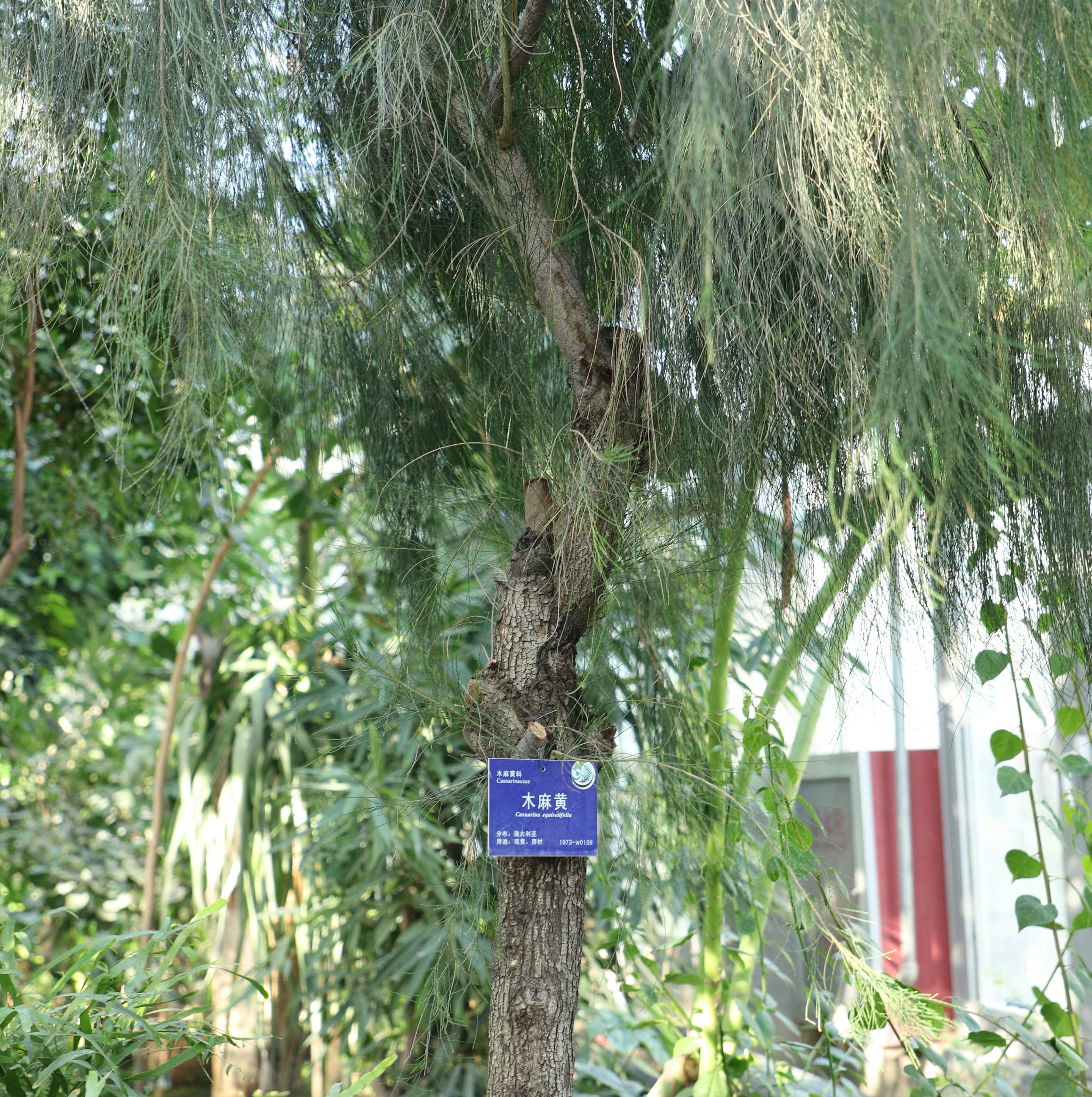 木麻黄