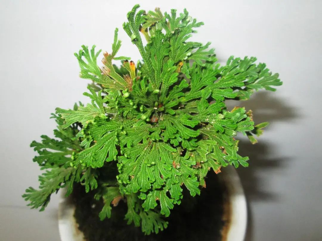 长寿顽强的绿植盆景石柏还阳草，卷柏这么养护，枝叶葱翠茂密舒展_百科TA说