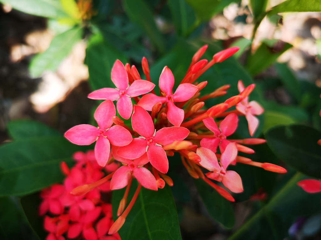 花团簇簇，美在四季的仙丹花_百科TA说