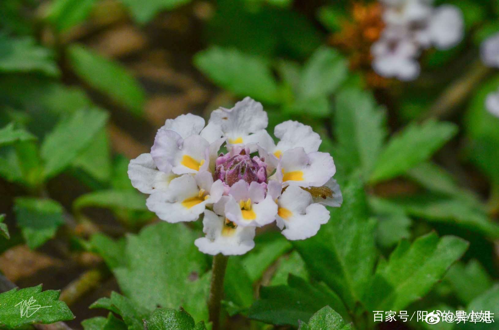 被著名科学大佬“无穷小亮”点名的姬岩垂草_百科TA说