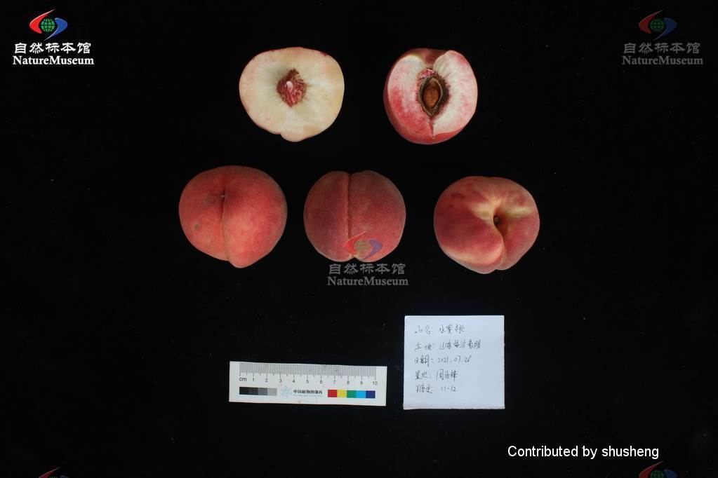 水蜜桃 百度百科