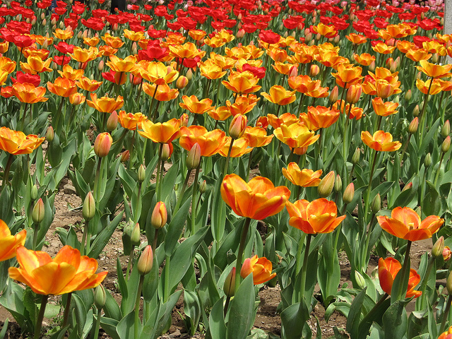 p>郁金香(学名 i>tulipa gesneriana/i l.