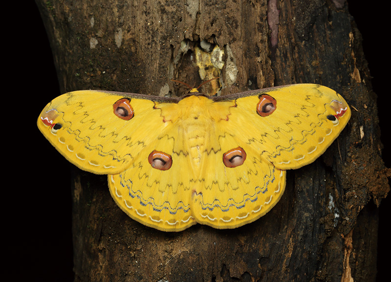 ">鳞翅目 /a> a target="_blank" href="/item/大蚕蛾科">大蚕蛾科 