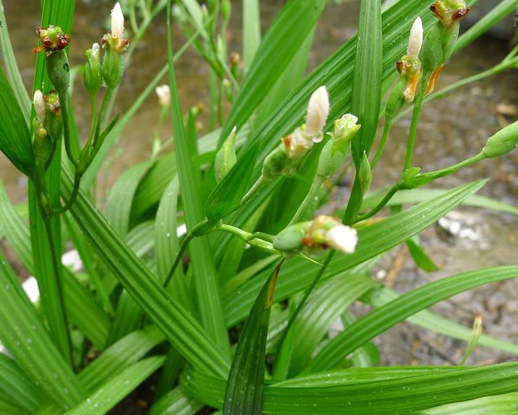  /i>)是鸢尾科,红葱属植物多年生 a target="_blank" href="/item