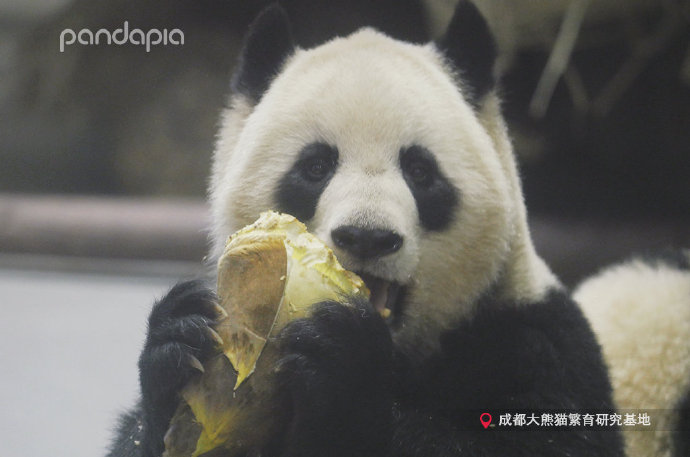  p data-id="tgf81hjsovcj">大娇,雌性大熊猫,谱系号645,2006年8月30