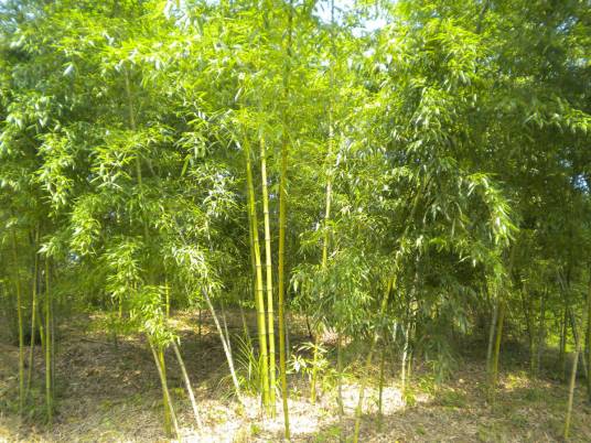 刚竹属_百度百科