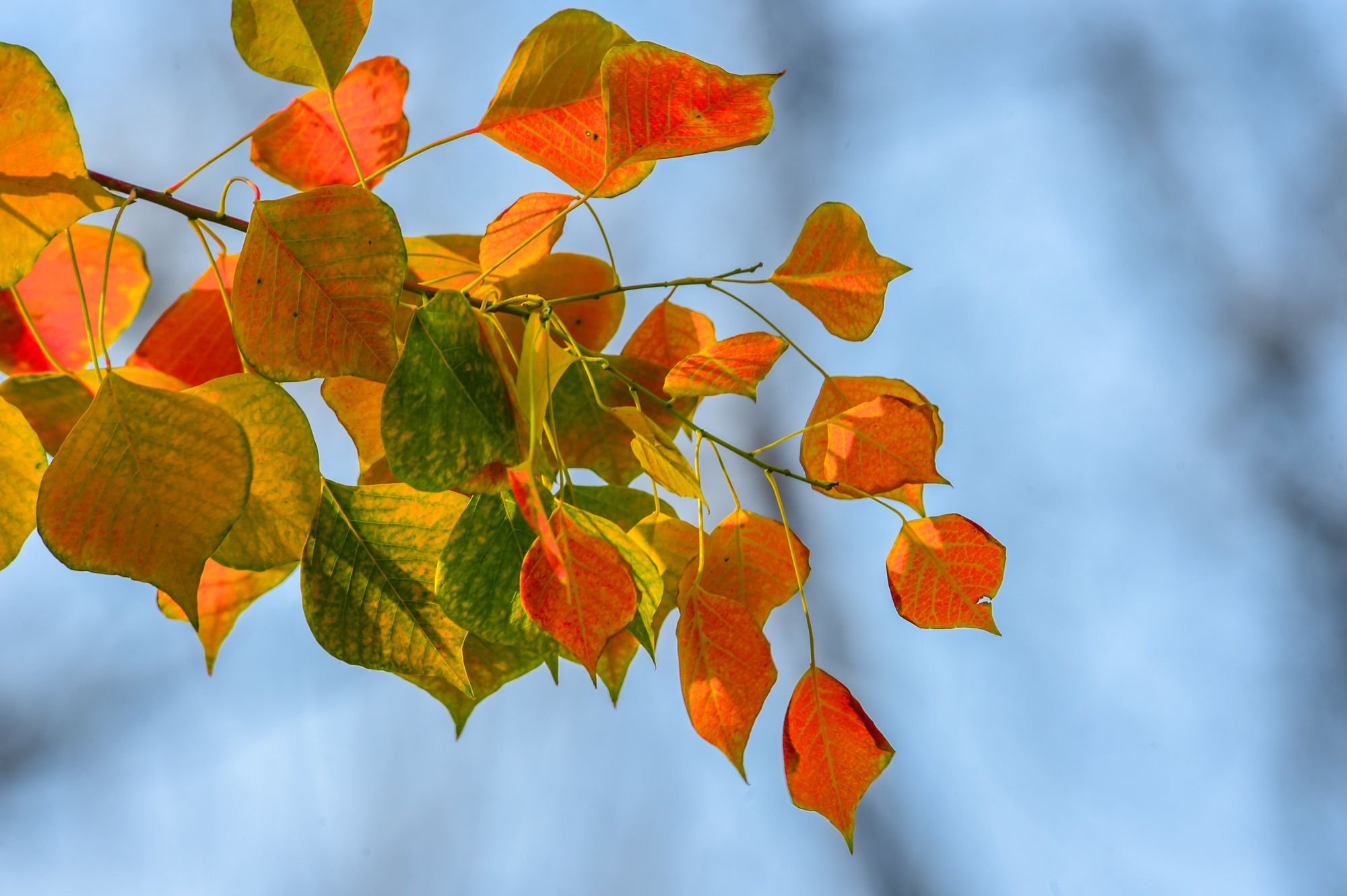 ( i>triadica sebifera /i> (linnaeus) small)大戟科乌桕属木本植物