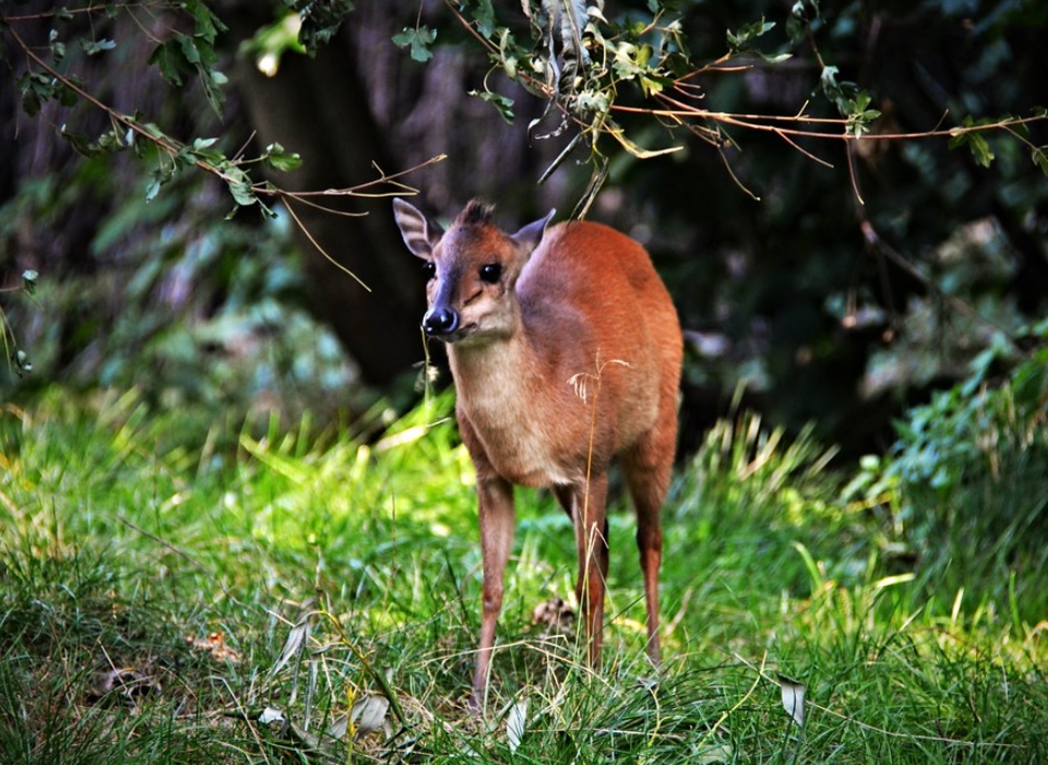  p>红小羚羊(学名: i>cephalophus natalensis /i>):是偶蹄目,牛科