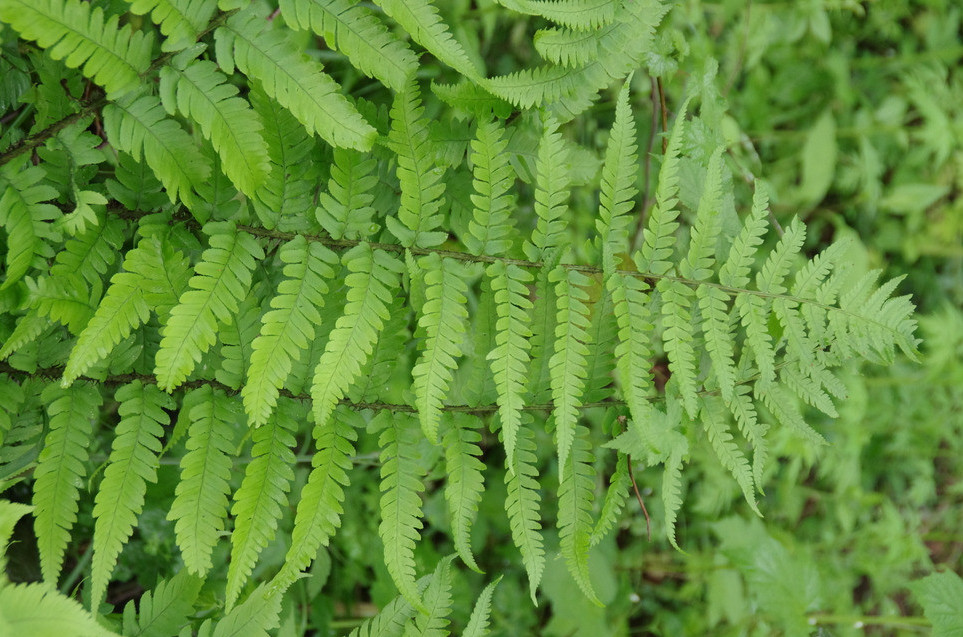 金丝笔,山鸡尾, a target="_blank" href="/item/凤凰草/911899" data