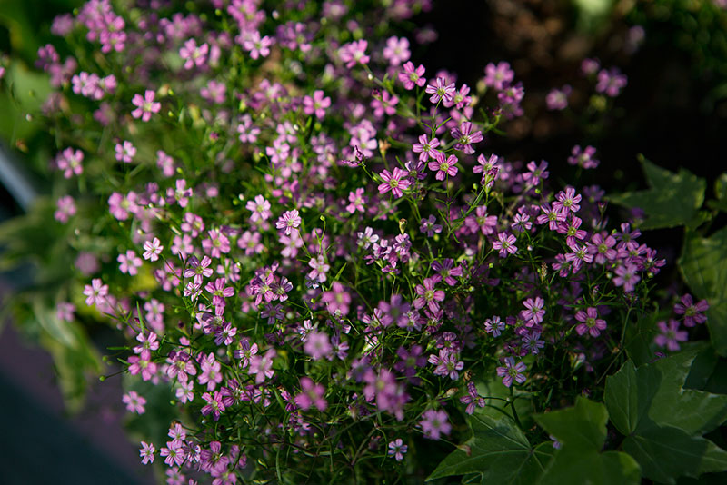 缕丝花