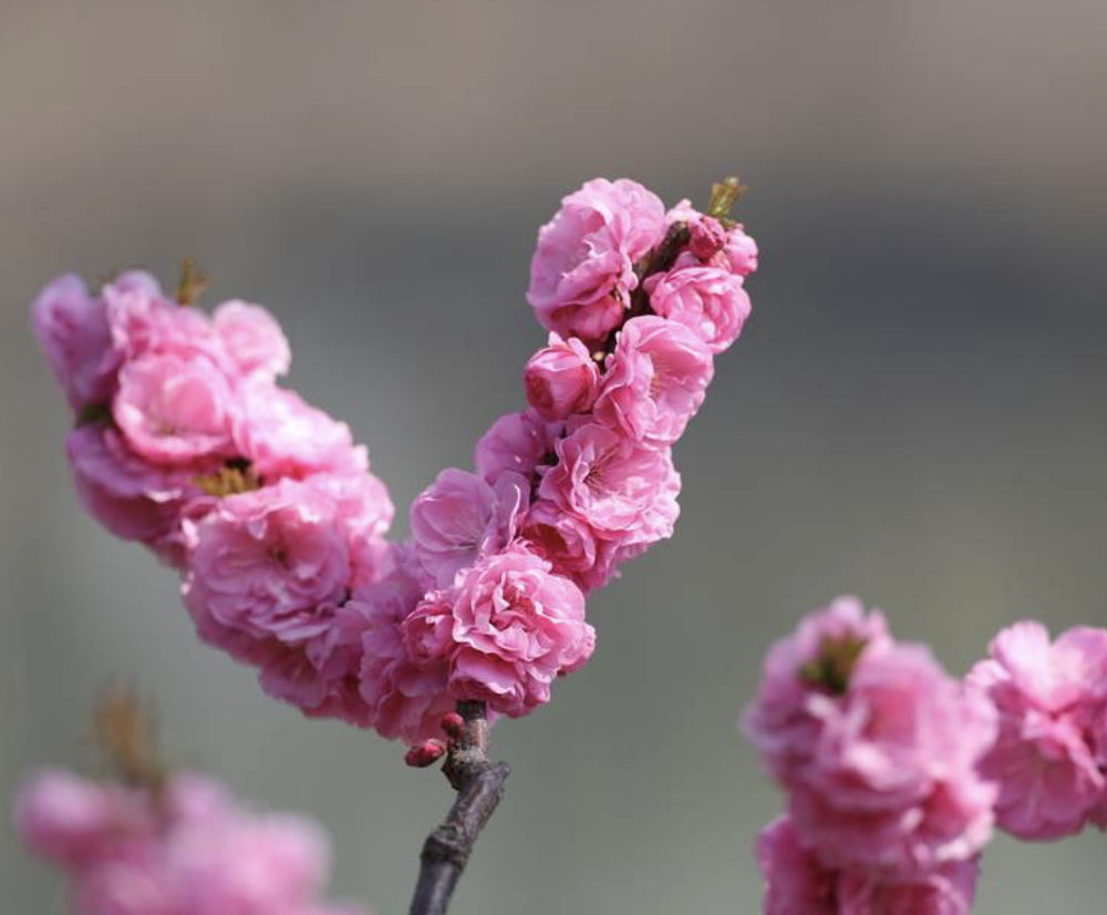  p>重瓣榆叶梅(学名: i>amygdalus triloba /i> f.