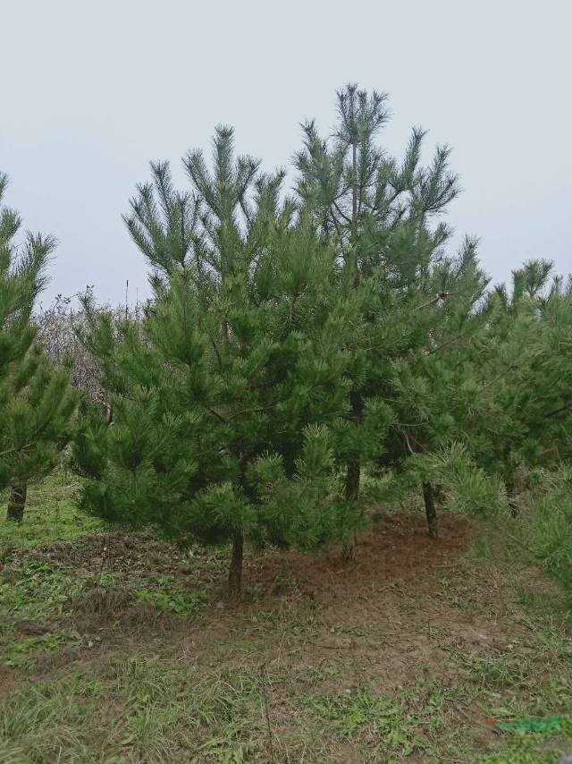 油松黄陵县sx538