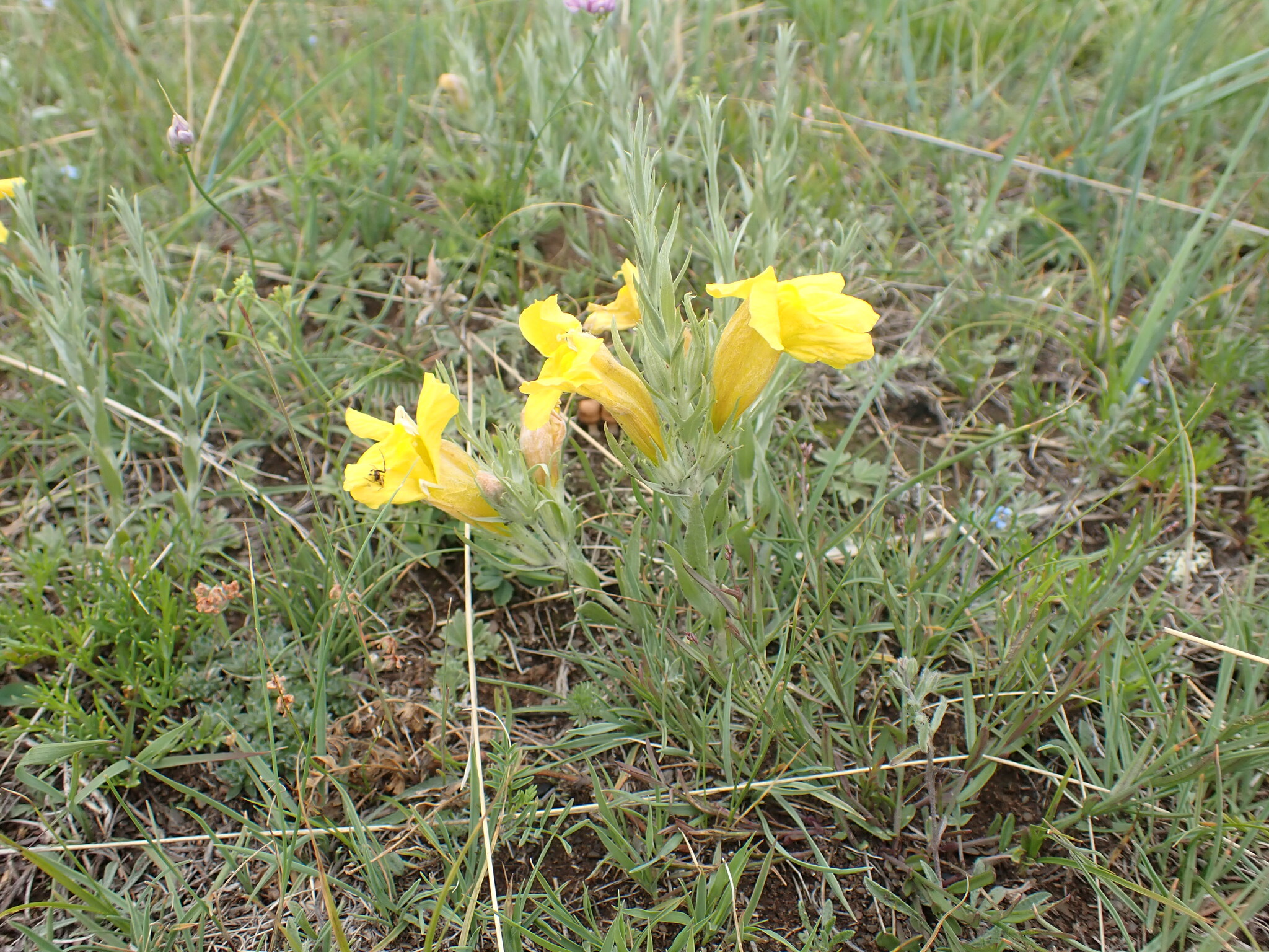 大黄花