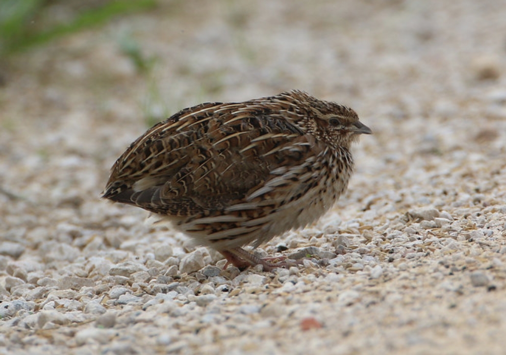  p>西鹌鹑(学名: i>coturnix coturnix /i>):是雉科,鹌鹑属的物种.