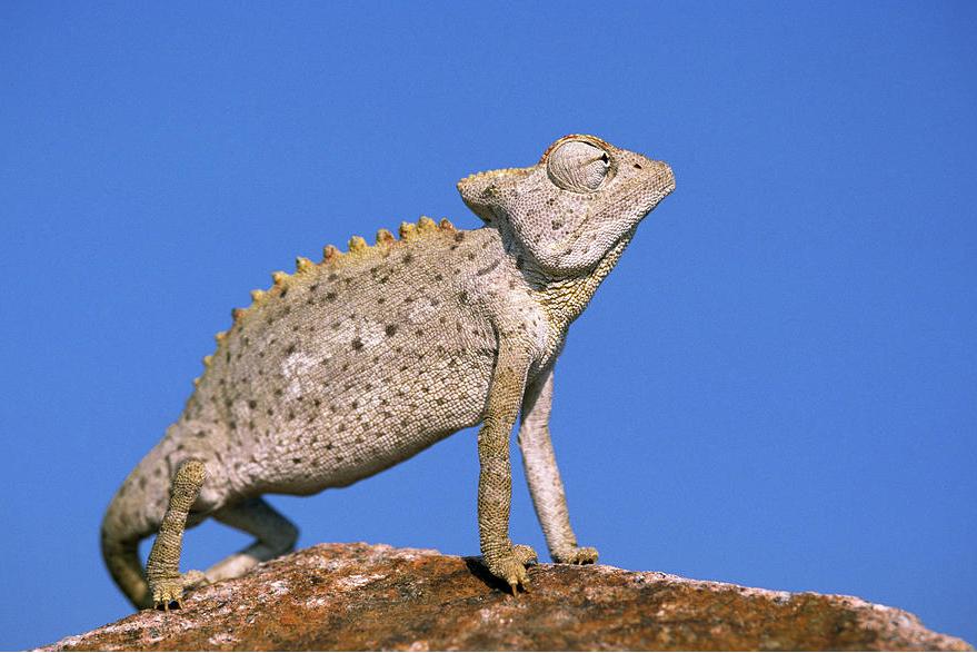 纳米比亚变色龙