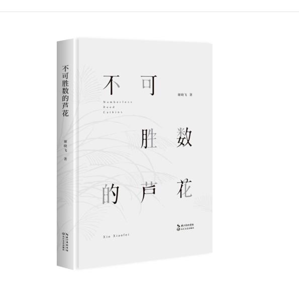 不可胜数的芦花