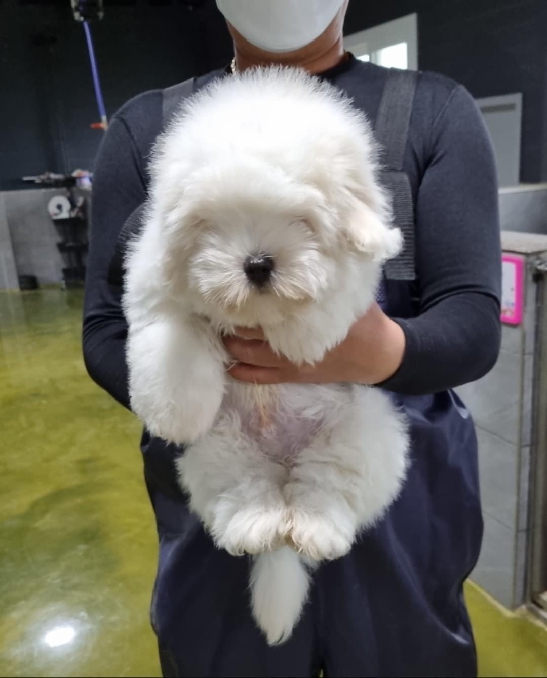 图莱亚尔绒毛犬