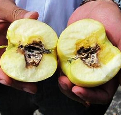  p>苹果霉心病又称心腐病,霉腐病,红腐病,果腐病,是由多种真菌混合