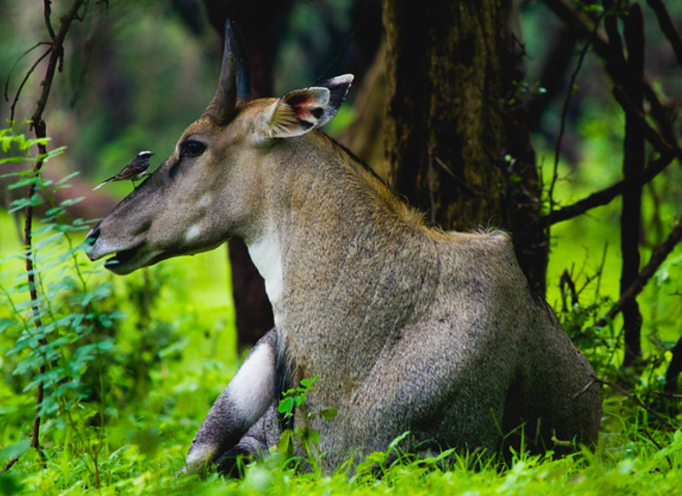  p>大蓝羚(学名: i>boselaphus tragocamelus /i>):是偶蹄目,牛科,蓝