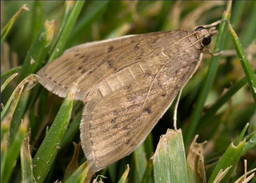 白色,其他黑色的 a target="_blank" href="/item/螟蛾科/6244151"