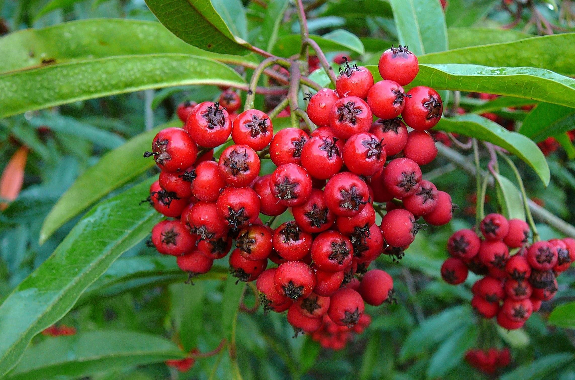 是蔷薇科红果树属灌木或小乔木植物.