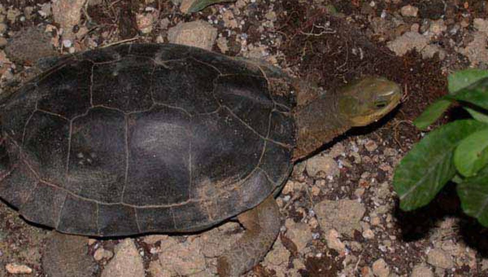  p>周氏闭壳龟(学名: i>cuora zhoui /i>)是龟科,闭壳龟属动物.