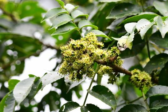 Zanthoxylum rhoifolium_百度百科
