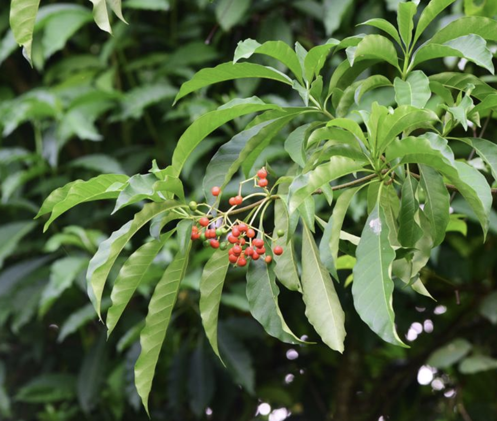  p>催吐萝芙木(学名: i>rauvolfia vomitoria /i> afzel.