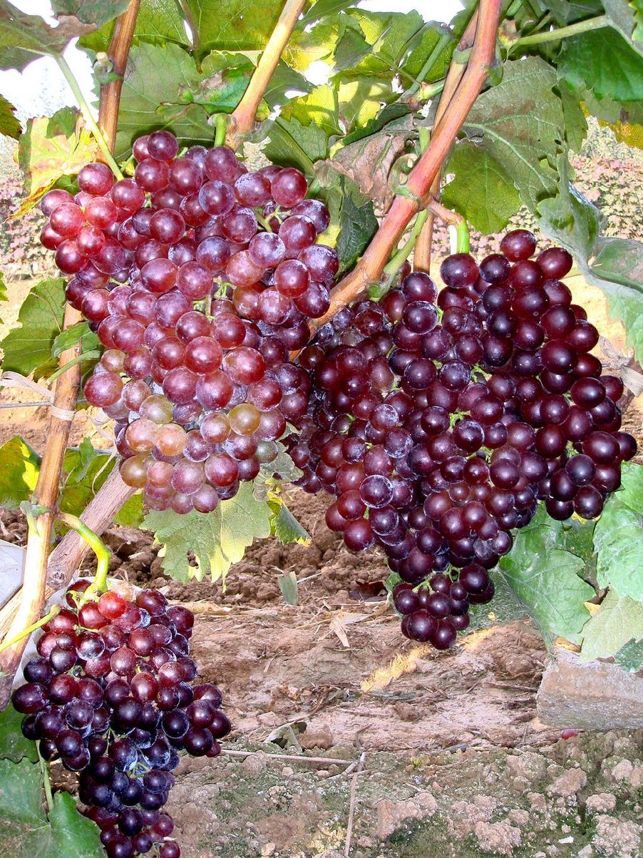 红宝石葡萄