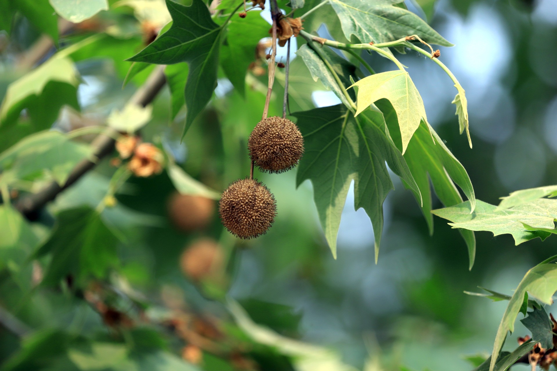  p>悬铃木(platanus) a target="_blank" href="/item/悬铃木科