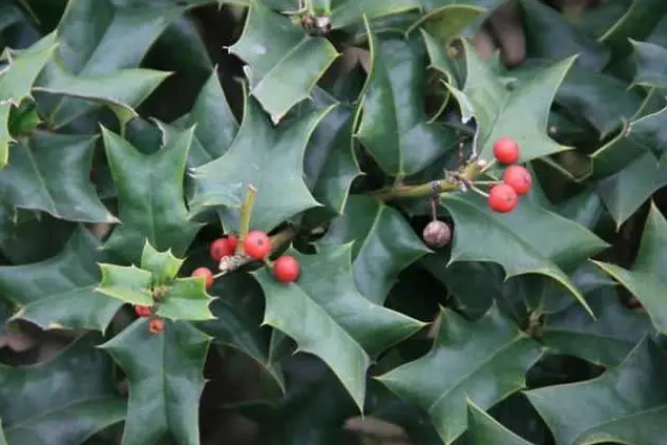  p>猫儿刺耳蕨(学名: i>polystichum stimulans /i>)为鳞毛蕨科耳蕨属