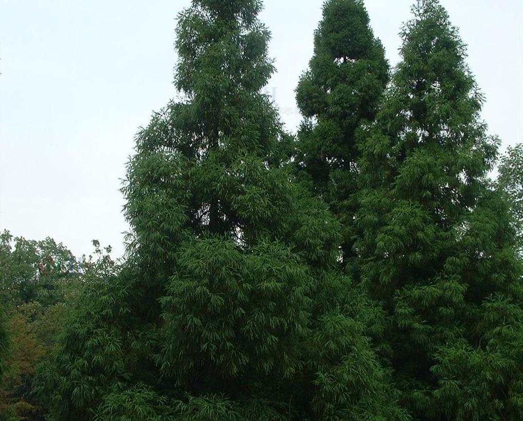 柳杉（柏科柳杉属植物）_百度百科