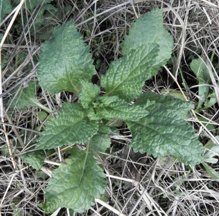  p data-id="tyqxv1zsdtak">宝塔菜,别名甘露子,唇形科多年生草本植物