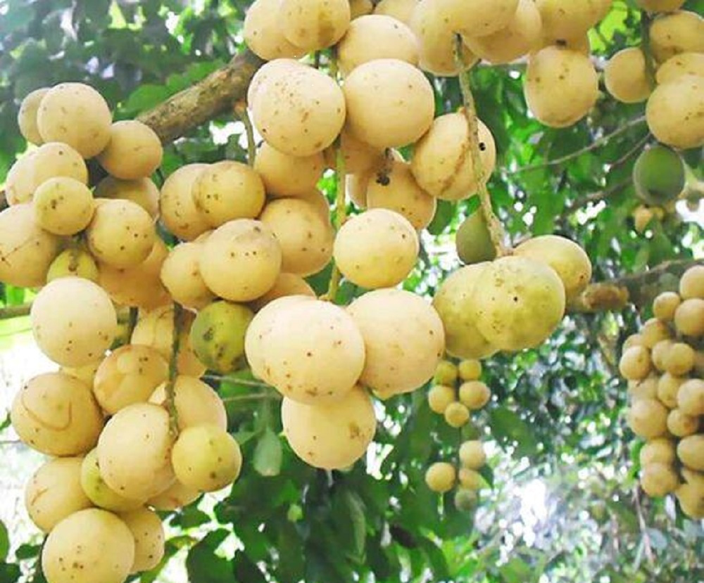  p data-id="gnwq8hq8ix">又名"杜古",兰桑内,龙宫果,香果,佛头果,一