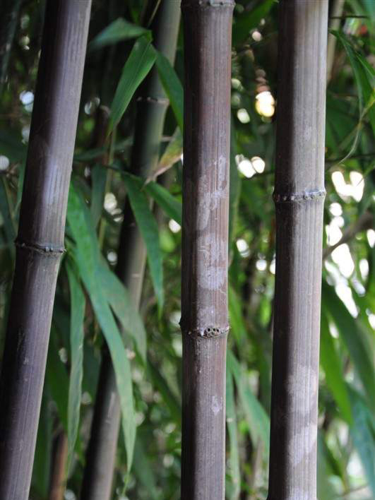  p data-id="tzooidtjpcwg">方竹( i>chimonoba