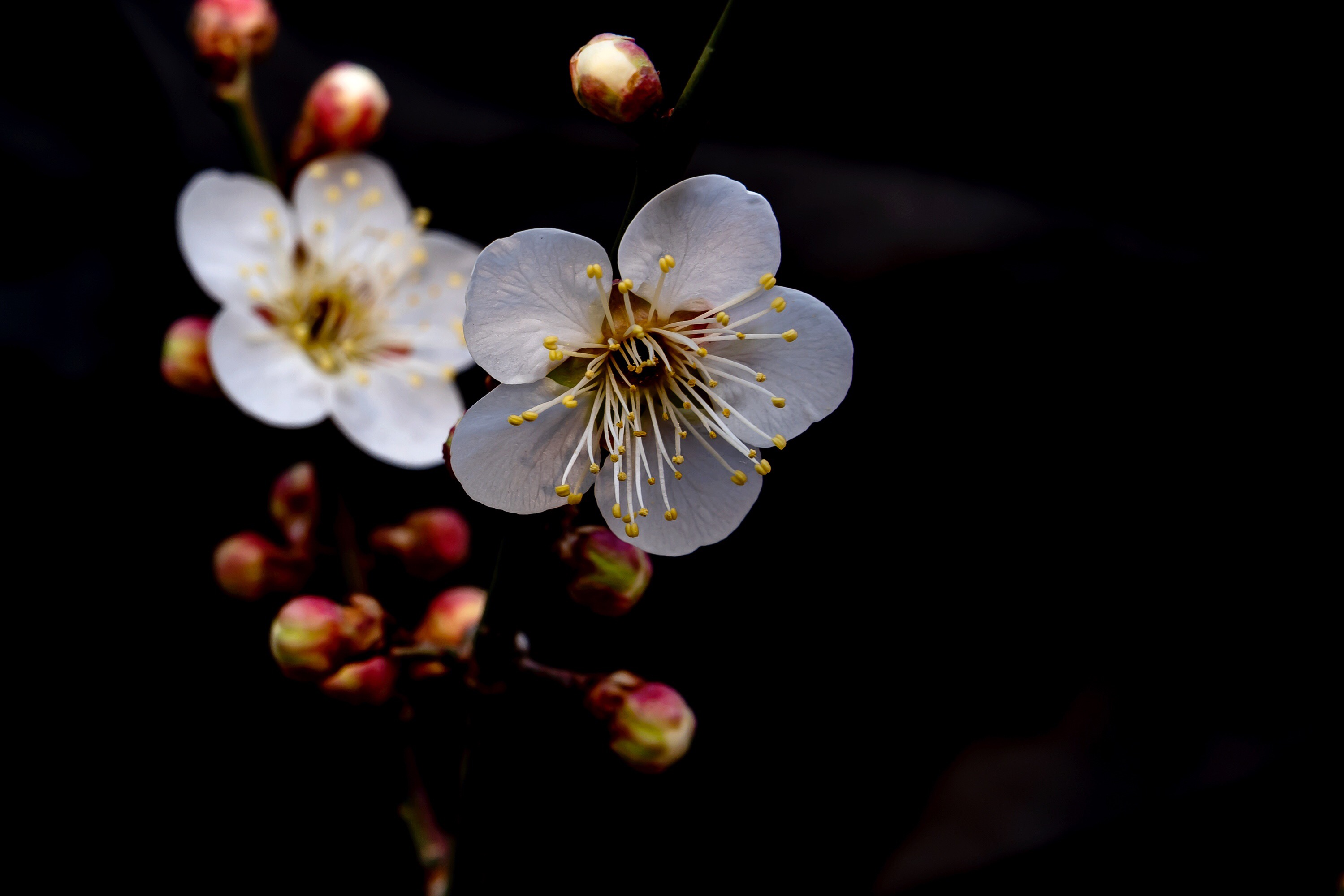data-id="gnyv4e8zz2">江梅(prunus mume jiang mei)是一种野生梅花