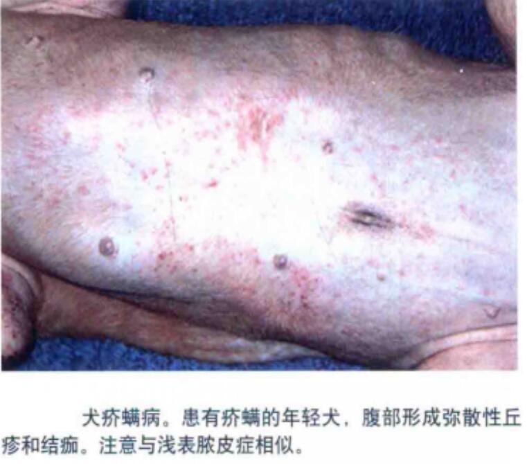 犬疥螨病