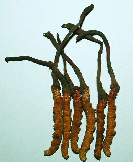  p data-id="gnx6gwjg3w">虫草蝙蝠蛾( i>hepialus armoricanus) /i>