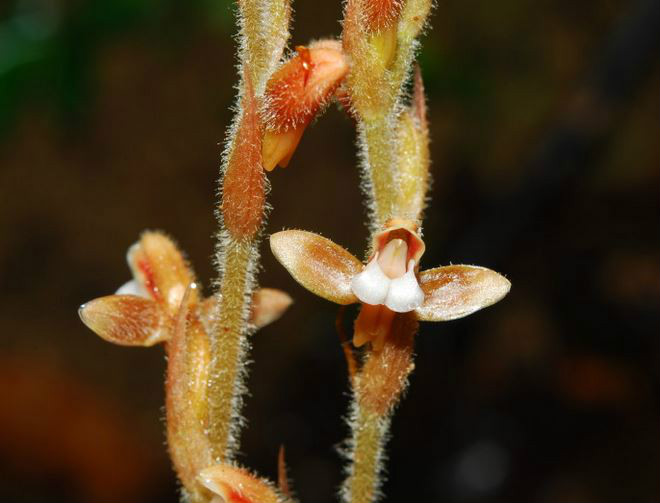 erythrodes blumei (lindl.) schltr.