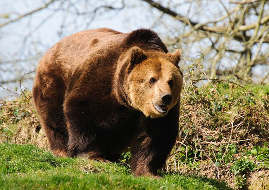 ursus arctos arctos)是棕熊指名亚种,头大而圆,体形健硕,肩背隆起