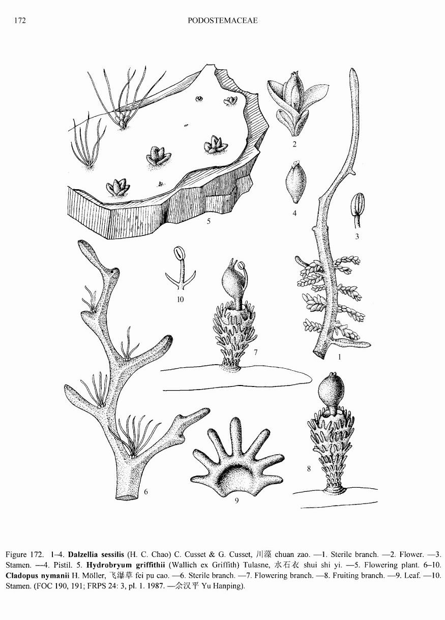podostemonaceae一种喜生于急流中的石上,状似苔藓,藻类或地衣的植物