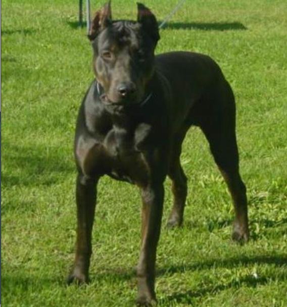  p>豹犬由黑色 a href="#" data-lemmaid="8205699">大丹 /a>犬,黑色