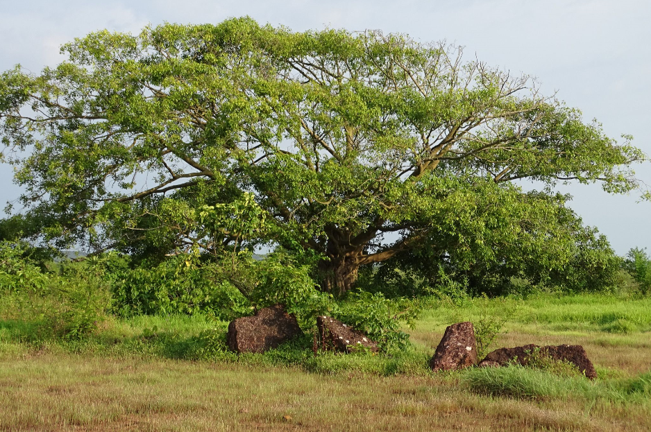  p>绿黄葛树(学名: i>ficus virens  /i>aiton)是桑科,榕属落叶乔木