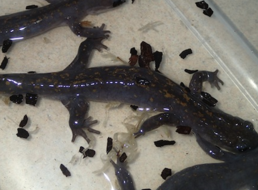  p>黄斑拟小鲵(学名: i>pseudohynobius flavomaculatus /i>)是小鲵科