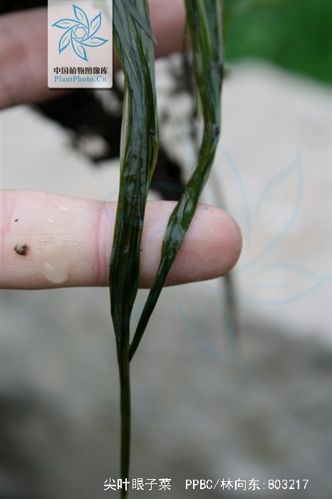  p>尖叶眼子菜(学名:potamogeton oxyphyllus miq.