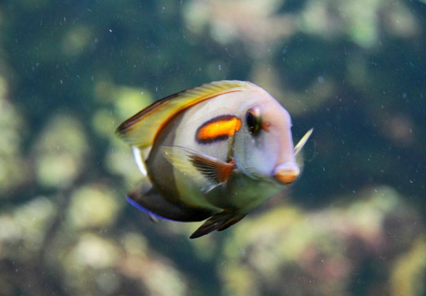 p>橙斑刺尾鱼(学名: i>acanthurus olivaceus /i>),又称一字刺尾鲷